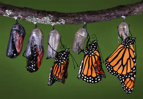 Butterfly Chrysalis